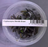 ADA 啡溫蒂椒草 Cryptcoryne wendetii brown IC094